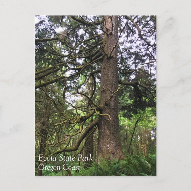 Ecola State Park, Cannon Beach Postkarte (Vorderseite)