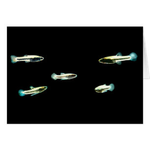 École du moindre Killifish