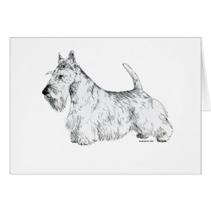 Écossais Terrier