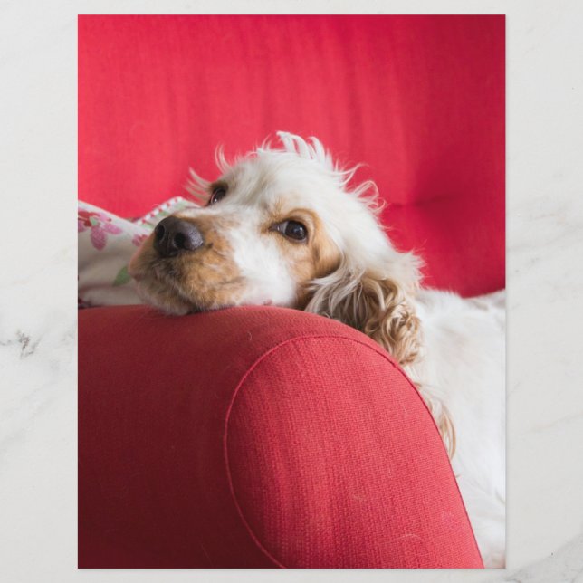 ECSorange-weiße Schüttelfrost (Vorderseite)