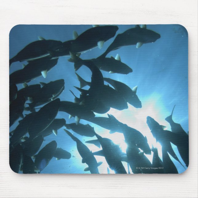 Ecuador, Galapagos-Archipel, Wolf-Insel, Mousepad (Vorne)