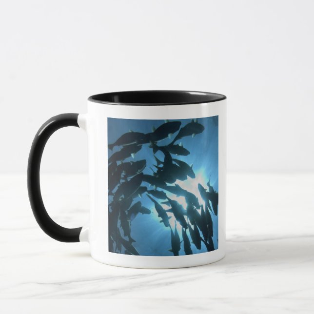 Ecuador, Galapagos-Archipel, Wolf-Insel, Tasse (Links)