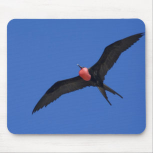 Ecuador, Galapagos. Genovesa-Insel, auch bekannt a Mousepad