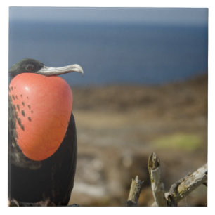 Ecuador, Galapagos, Genovesa-Insel. Prinz Fliese