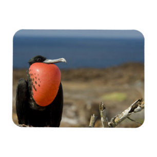 Ecuador, Galapagos, Genovesa-Insel. Prinz Magnet