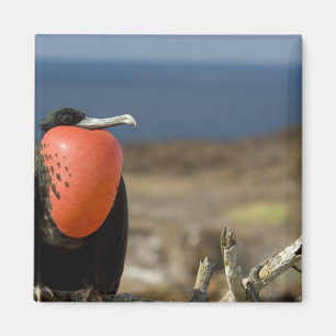 Ecuador, Galapagos, Genovesa-Insel. Prinz Magnet