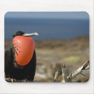 Ecuador, Galapagos, Genovesa-Insel. Prinz Mousepad