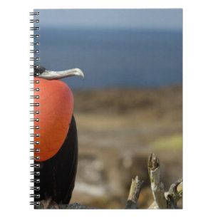 Ecuador, Galapagos, Genovesa-Insel. Prinz Notizblock