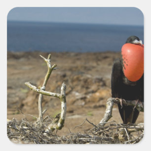 Ecuador, Galapagos, Genovesa-Insel. Prinz Quadratischer Aufkleber