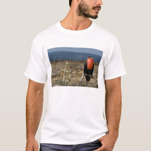 Ecuador, Galapagos, Genovesa-Insel. Prinz T-Shirt