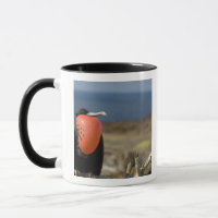 Ecuador, Galapagos, Genovesa-Insel. Prinz
