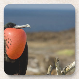 Ecuador, Galapagos, Genovesa-Insel. Prinz Untersetzer