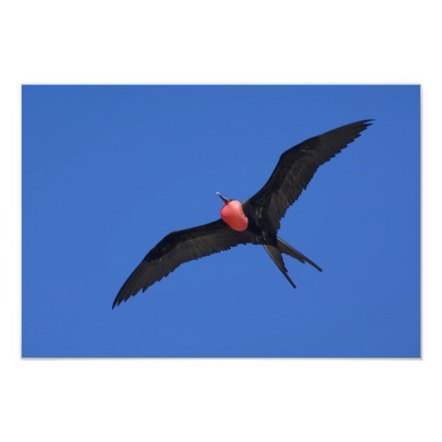 Ecuador, Galapagos. Genovesa Island aka Tower, Fotodruck (Vorne)