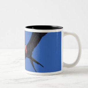Ecuador, Galapagos. Insel Genovesa, auch bekannt a Zweifarbige Tasse
