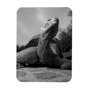 Ecuador, Galapagos Islands National Park, Santa Magnet