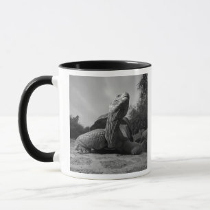 Ecuador, Galapagos Islands National Park, Santa Tasse