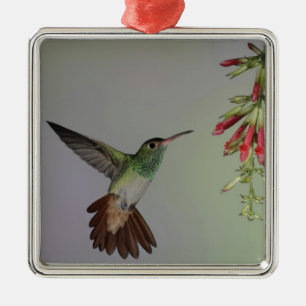 Ecuador, Tandayapa Bird Lodge. Rotschwanz- Ornament Aus Metall