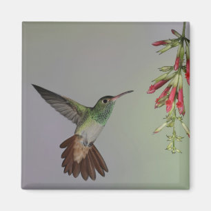 Ecuador, Tandayapa Bird Lodge rufous-tails Magnet
