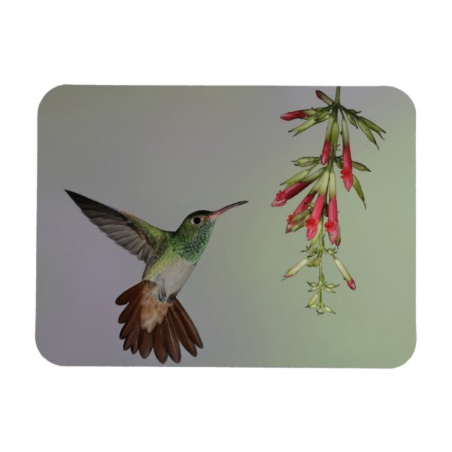 Ecuador, Tandayapa Bird Lodge rufous-tails Magnet (Horizontal)