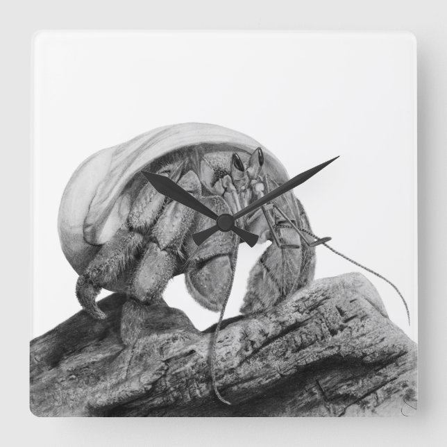Ecuadorian Hermit Crab Coenobita Compressus Uhr (Vorderseite)