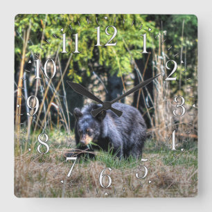 Écub d'ours noir sauvage et horloge photo de la fa