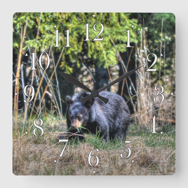 Écub d'ours noir sauvage et horloge photo de la fa (Recto)