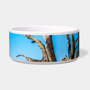 Écuelle Arbre mort à Deadvlei, Namibie
