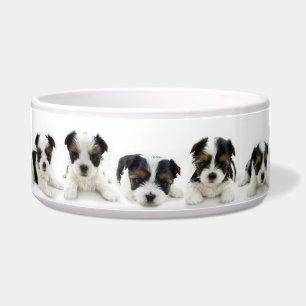 Écuelle Bol de nourriture - chiot de Biewer Terrier
