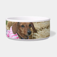 Chien de teckel