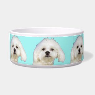 Écuelle Chiot maltais de chien blanc