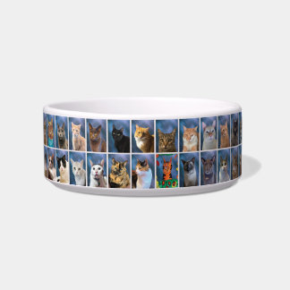Écuelle Classe de chat de groupe ennuyeux de 2023 Pet Bowl