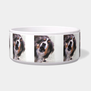 ÉCUELLE COLLIE FRONTALIÈRE