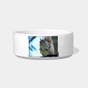 Écuelle Cuvette d'animal familier d'écureuil