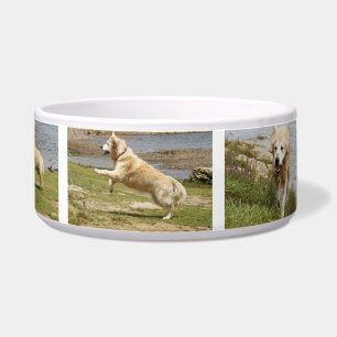 Écuelle Cuvette de chien de golden retriever