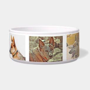 Écuelle Cuvette rouge de chien de Heeler de "boomer"