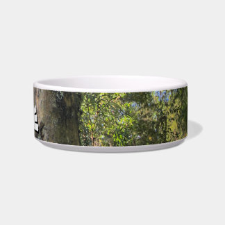 Écuelle Eucalyptus gommiers de la forêt pluviale australie