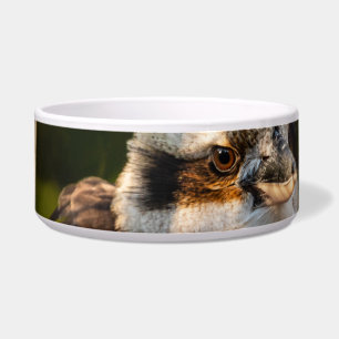 Écuelle Fluffed up riant kookaburra