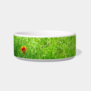 Écuelle Herbe verte