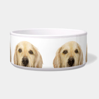 Écuelle Labrador retriever, cuvette de l'eau par le miart