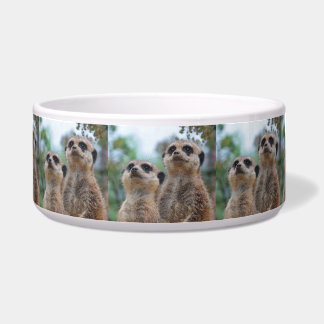 Écuelle Meerkat_2015_0410