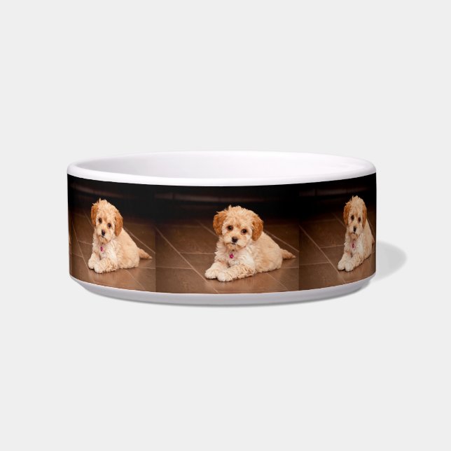 Écuelle Mélange de caniche de bébé ou chiot maltais de (Gauche)