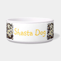 Photographie de marguerites de Shasta