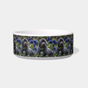 Écuelle Staffordshire Bull Terrier dans un jardin de roses