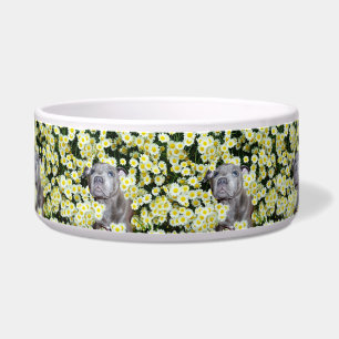 Écuelle Staffy dans les pâquerettes,