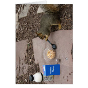 Écureuil au petit déjeuner