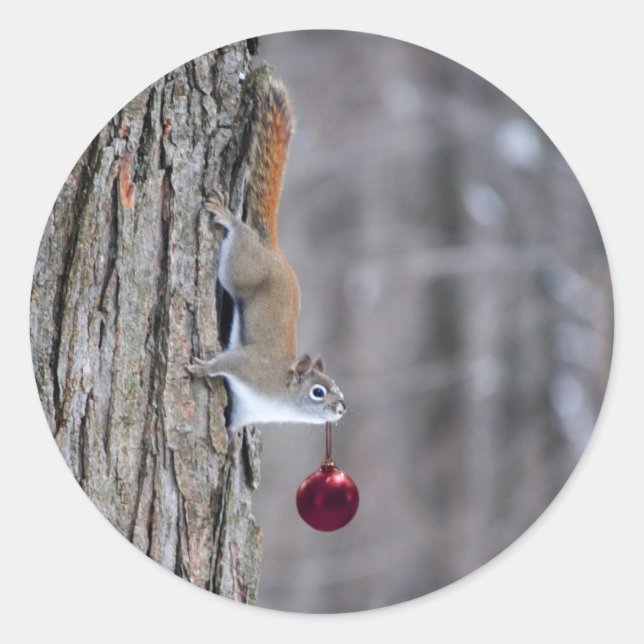 Écureuil avec stickers ornement de Noël (Devant)