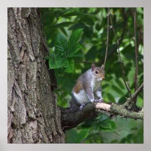 Écureuil dans l'arbre Poster photo