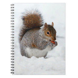 Écureuil en neige avec Carnet de baies