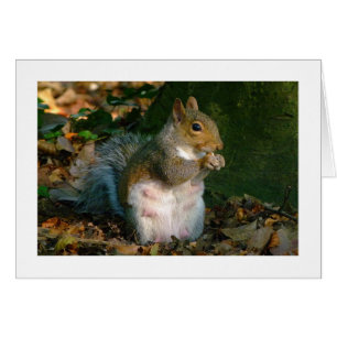 Écureuil gris - Bute Park, Cardiff, Pays de Galles