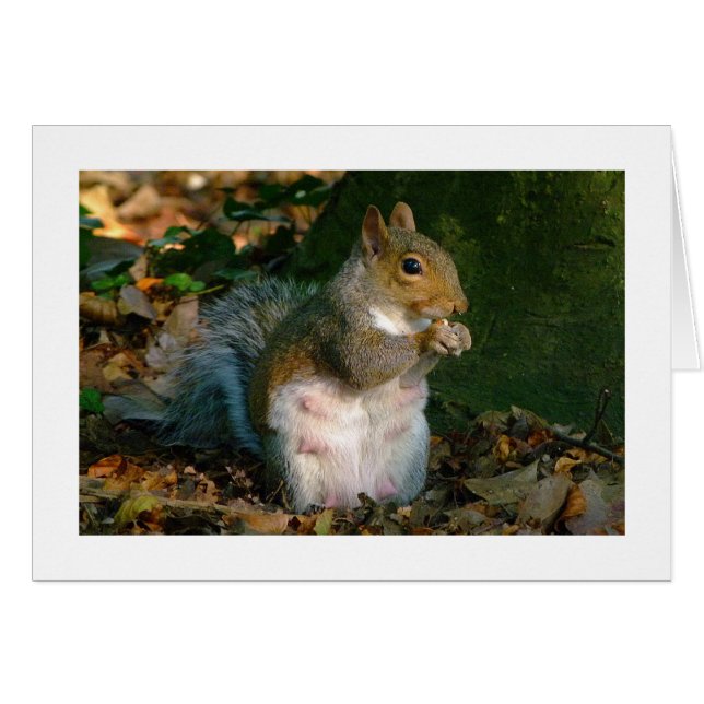 Écureuil gris - Bute Park, Cardiff, Pays de Galles (Devant horizontal)